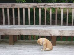 Illustration for article titled The Government Shutdown Is Crapping All Over Adorable Animals, Too